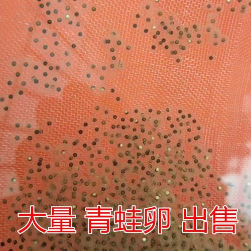 青蛙卵小蝌蚪苗活体黑斑蛙养殖包技术包活小青蛙找妈妈教程宠物