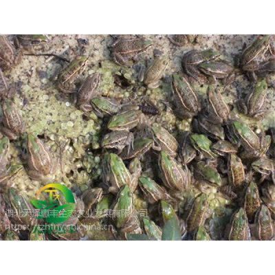 养殖一平米黑斑蛙的经济收入数据