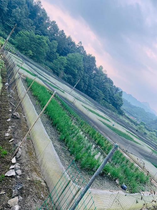 黑斑蛙生态养殖基地 精品规格一应俱全，批发零售均可
