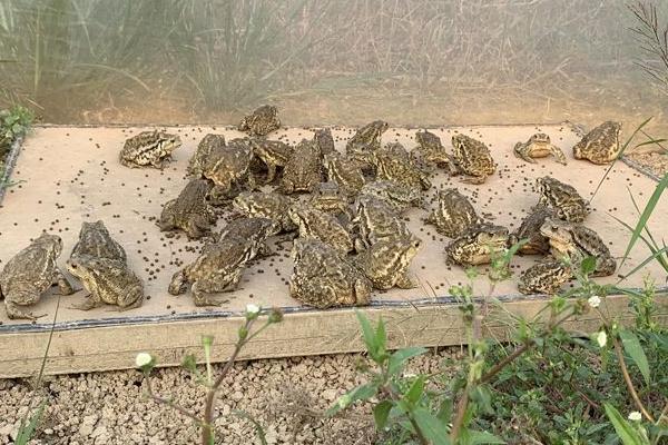 养殖蟾蜍与黑斑蛙所需手续全指南