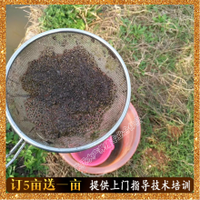 人工黑斑蛙养殖 青蛙苗专业孵化、低价供苗与包成蛙回收全解析