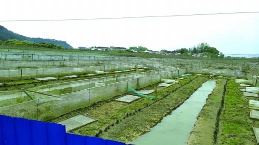 百亩青蛙无人问津 卖不了、养不起，养殖户的焦心与困局